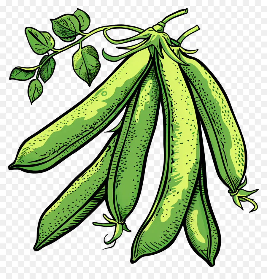 огородный сахарный горох，зеленый горошек PNG