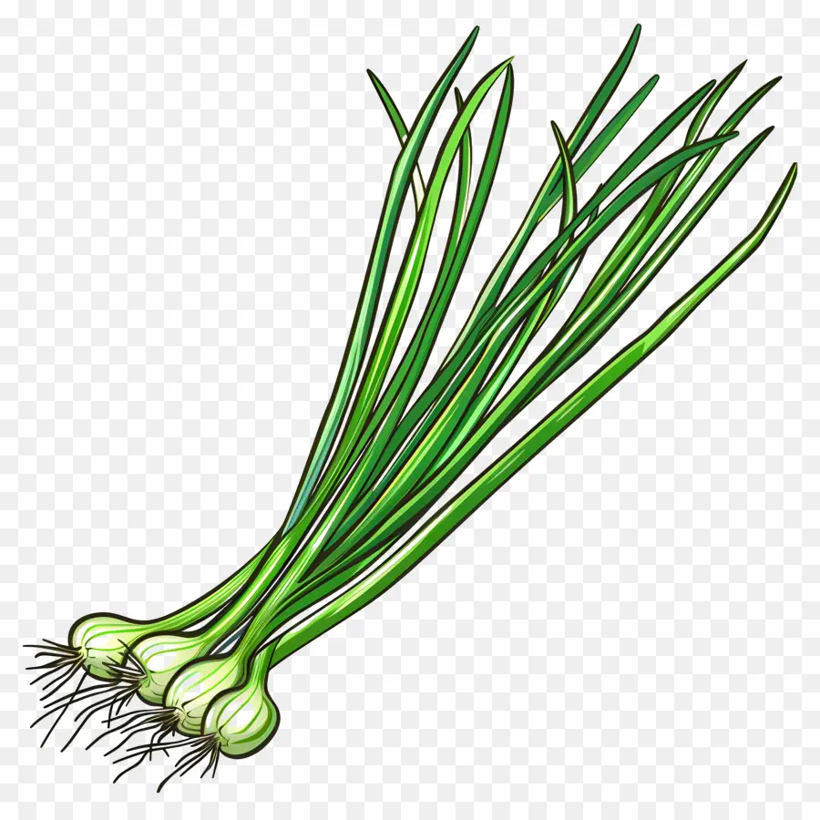 Зеленый лук，зеленый чеснок PNG