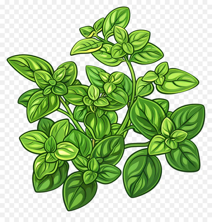 орегано，зеленое растение PNG