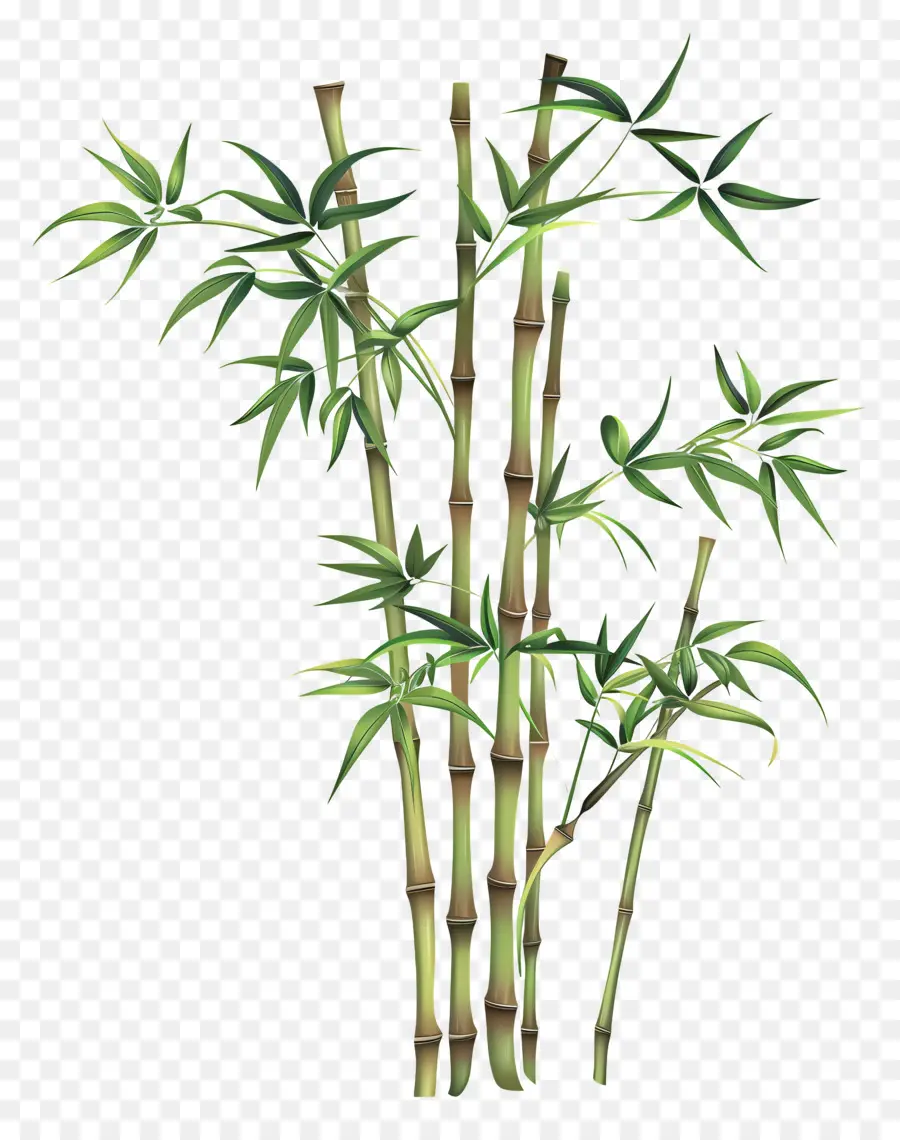 Bamboo，бамбук растение PNG