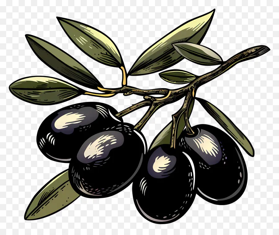 черные оливки，Оливковая ветвь PNG