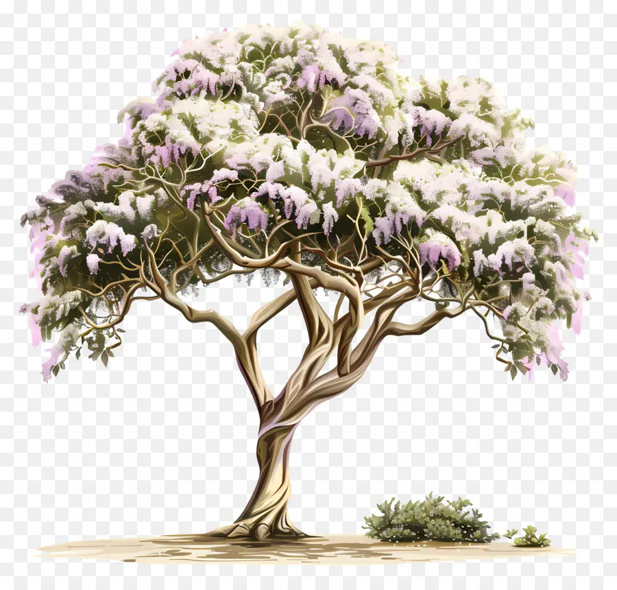 дерево акации，Дерево PNG