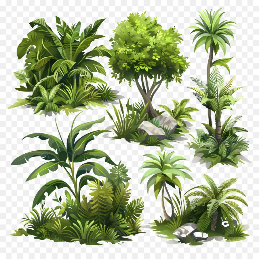естественная растительность，тропические растения PNG