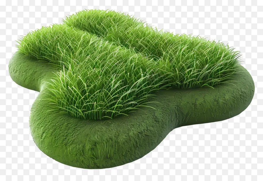 трава сад，зеленое растение PNG