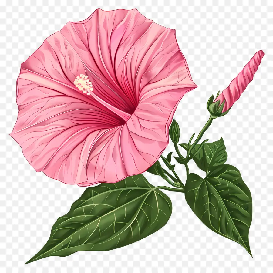 розовый утренняя слава，цветок гибискуса PNG