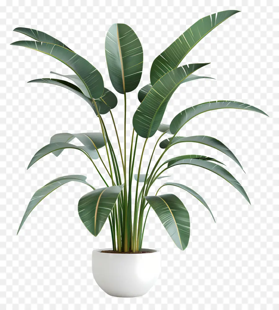 Тропическое крытое растение，горшечные растения PNG