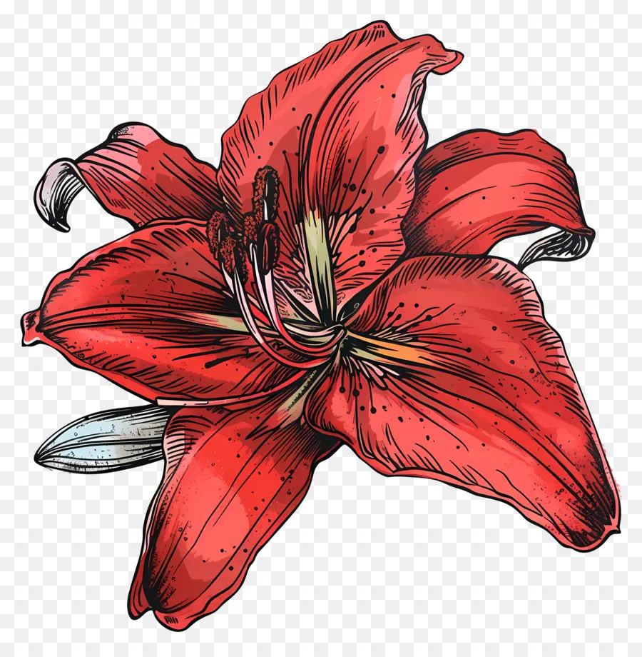 Красная Лилия，цветок PNG