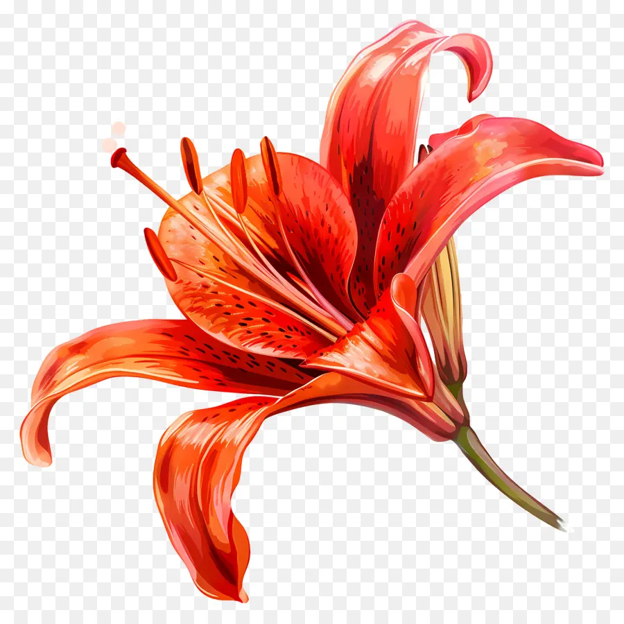 Красная Лилия，Оранжевая Лилия PNG