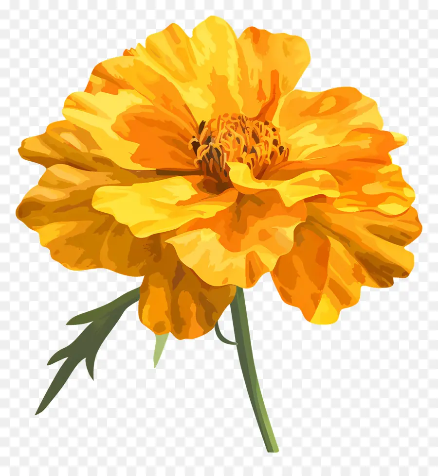 Смотальница желтый，желтый цветок PNG