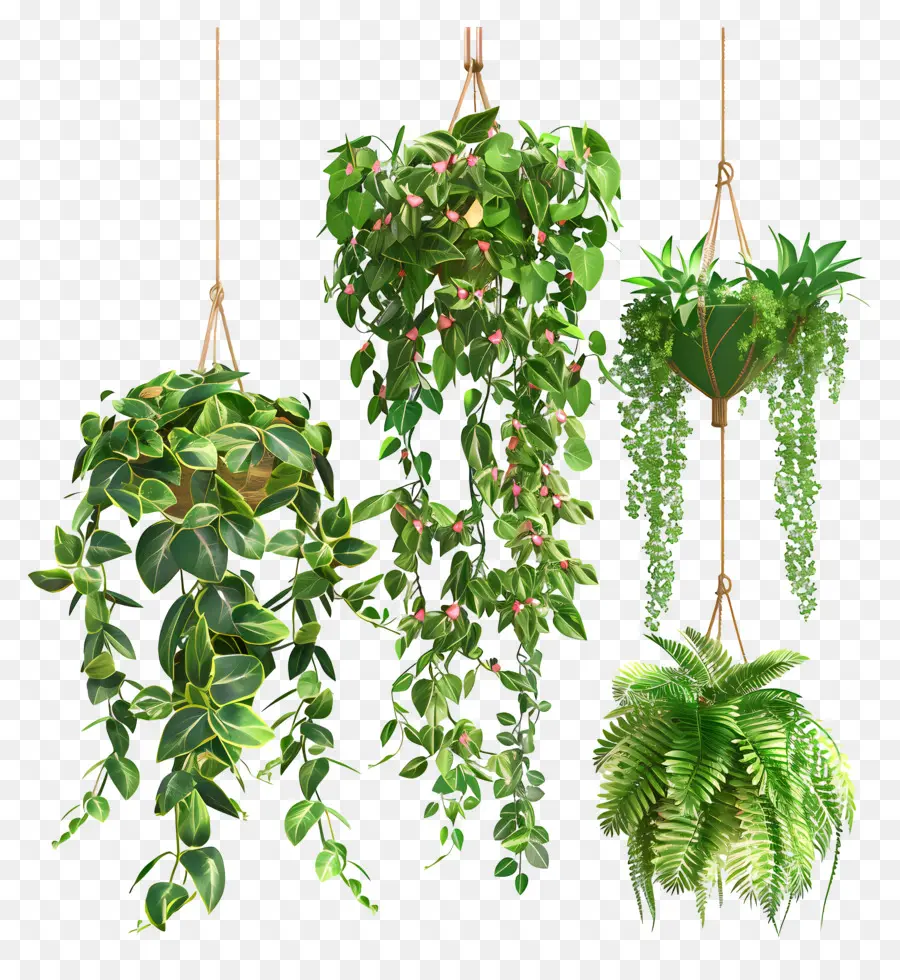 Внутренние висящие растения，висячие растения PNG