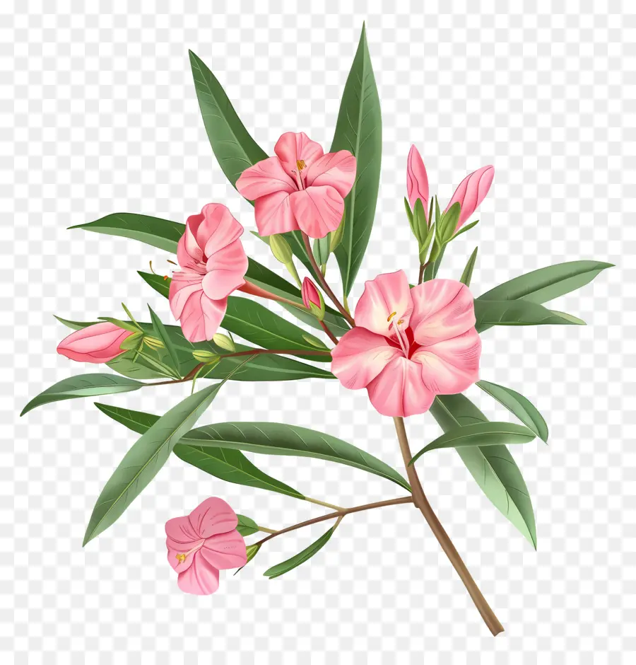 Олеандр，Розовые цветы PNG