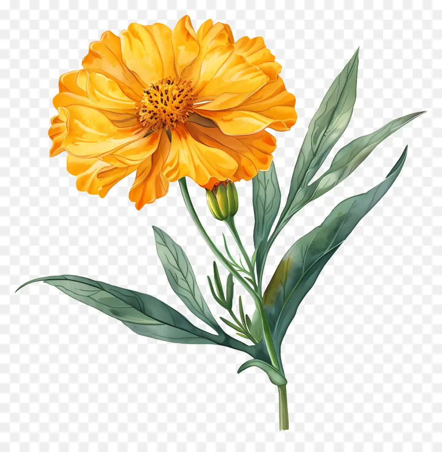 Смотальница желтый，цветок для ноголдера PNG