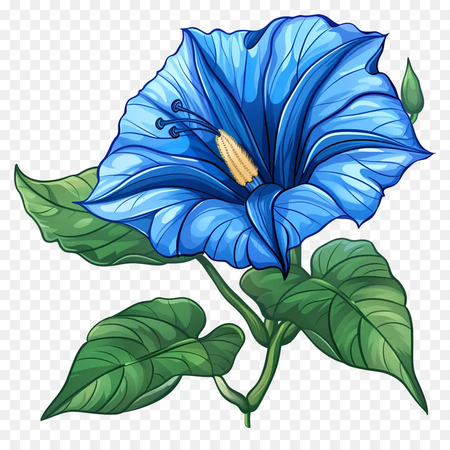 Утренняя слава цветок，Голубой цветок PNG
