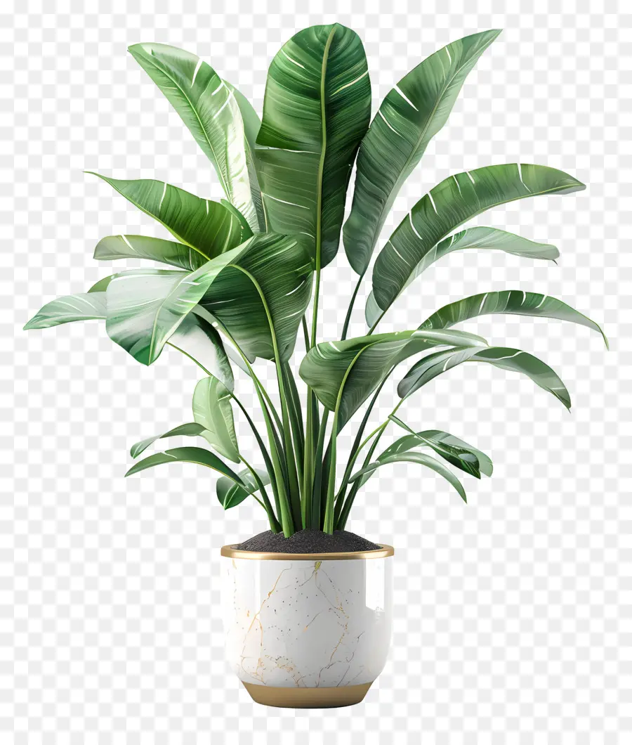 Тропическое крытое растение，Внутреннее растение PNG