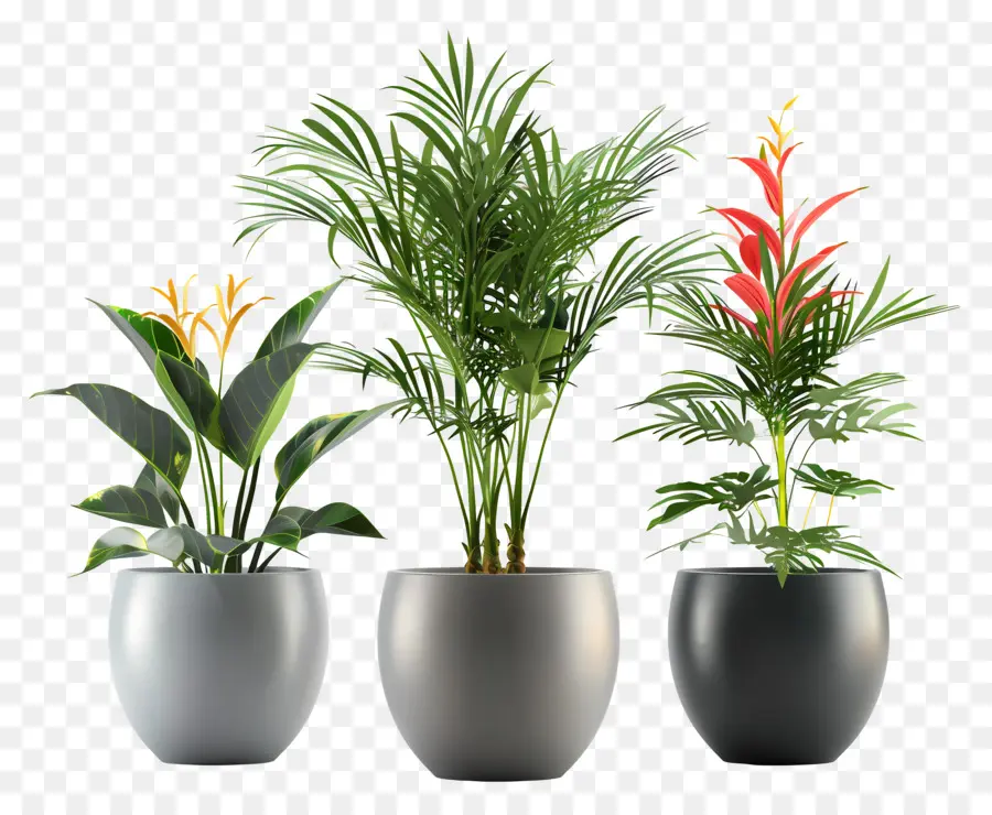 комнатные растения，3d модели PNG