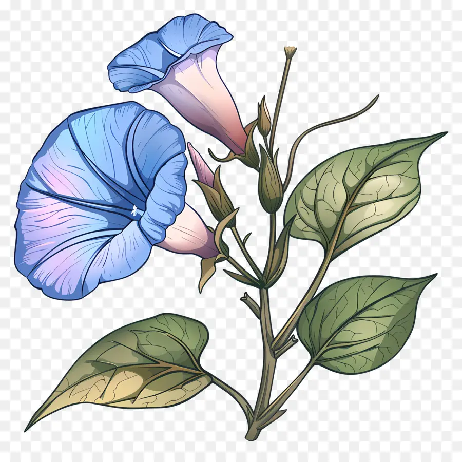 Утренняя слава цветок，синие цветы PNG