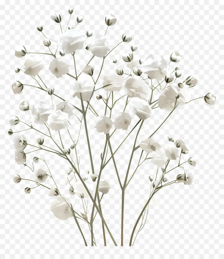 цветок детские дыхание，белые цветы PNG