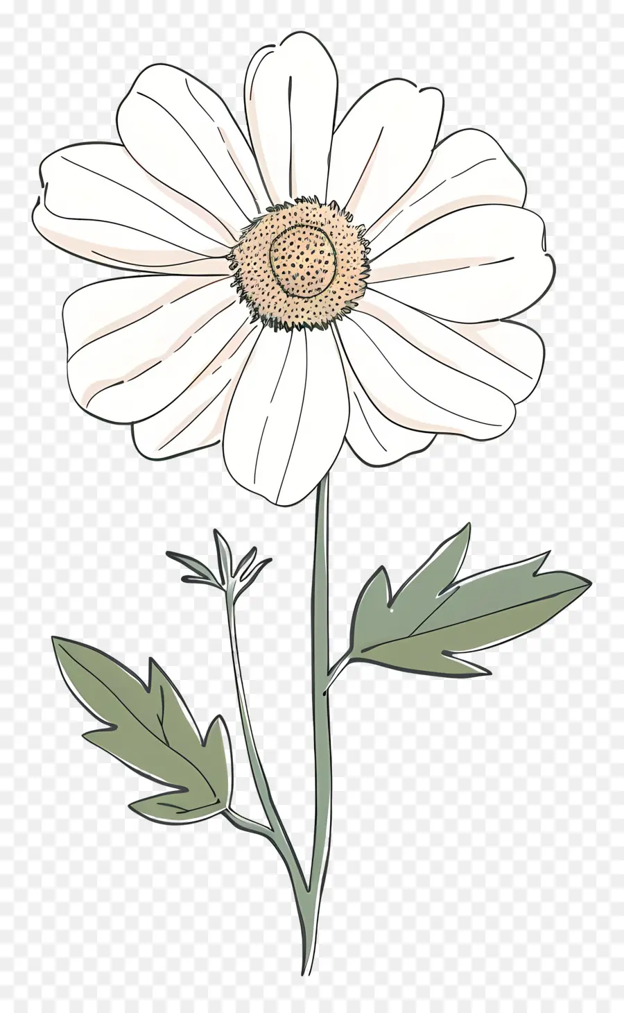 белый цветок，белый Дейзи PNG