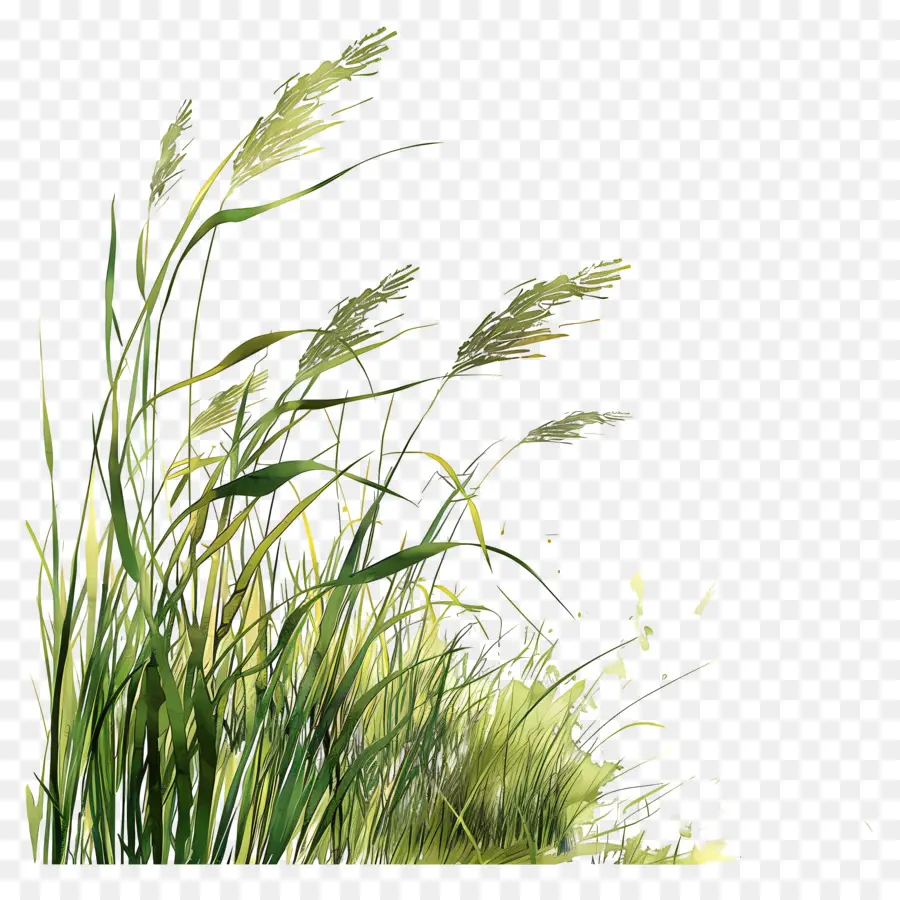 длинная трава，Акварельный Пейзаж PNG