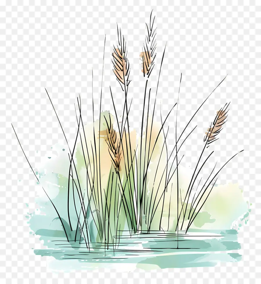 речная трава，акварельная живопись PNG