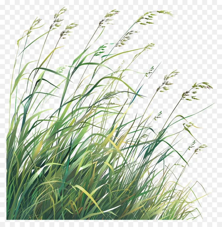 длинная трава，Высокие травы PNG