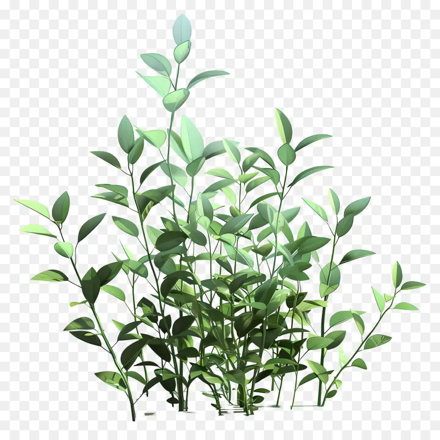 зеленые растения，Буш PNG