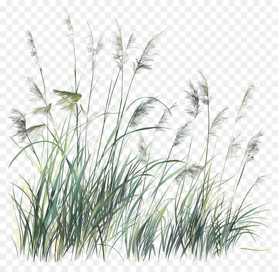 длинная трава，зеленая трава PNG