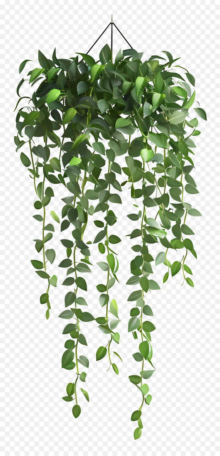 Эстетическое висящее растение，висящее растение PNG
