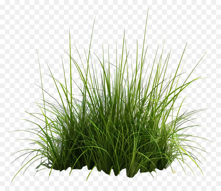 высокая трава，зеленая трава PNG