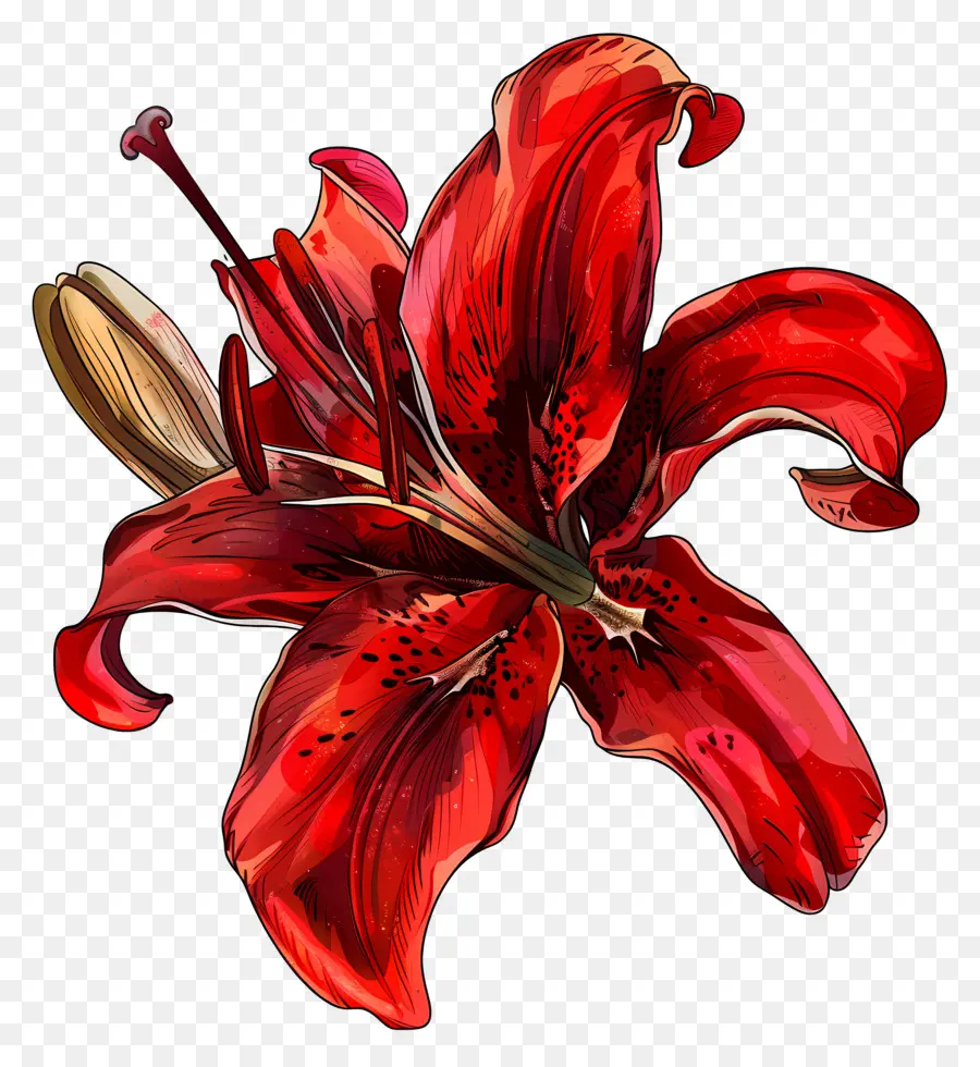 Красная Лилия，цветочный символизм PNG
