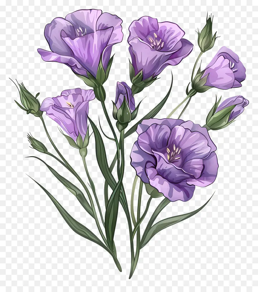Юстома Цветы，фиолетовые цветы PNG