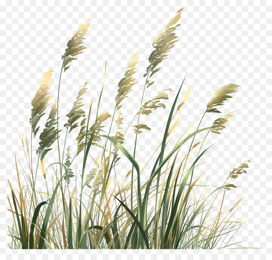 длинная трава，высокие растения PNG
