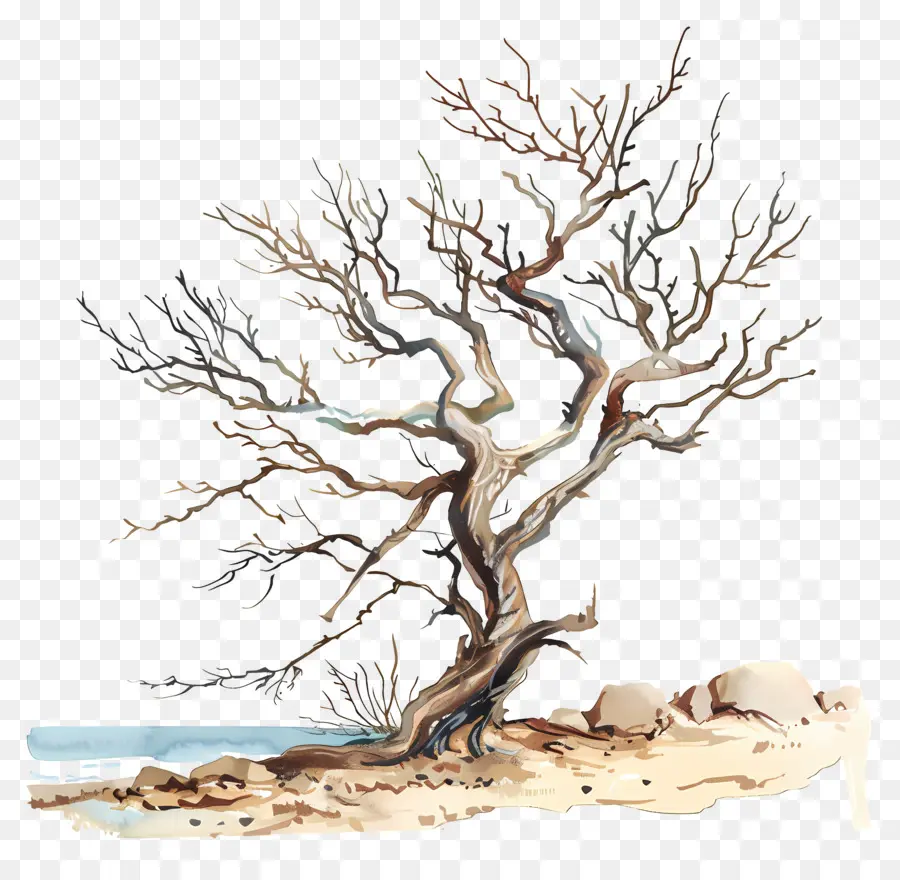 пляж дерево，мертвое дерево PNG