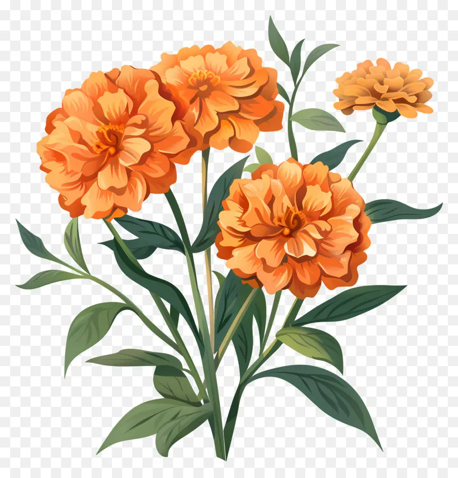 Канарголд апельсин，оранжевые цветы PNG