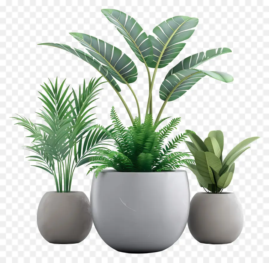 комнатные растения，3d растения PNG