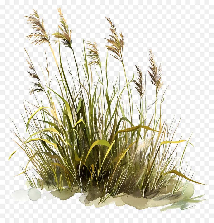 длинная трава，поле высокой травы PNG
