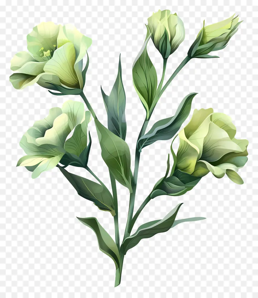 Зеленый цветок Лизиант，зеленые цветы PNG