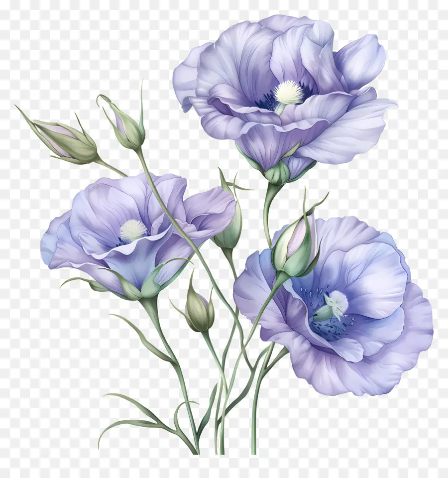 Юстома Цветы，синие цветы PNG