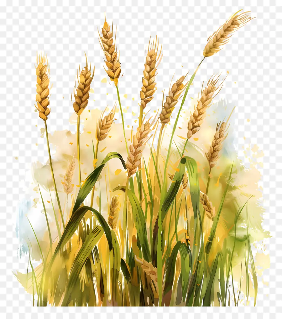 поле пшеницы，созревающие зерна PNG
