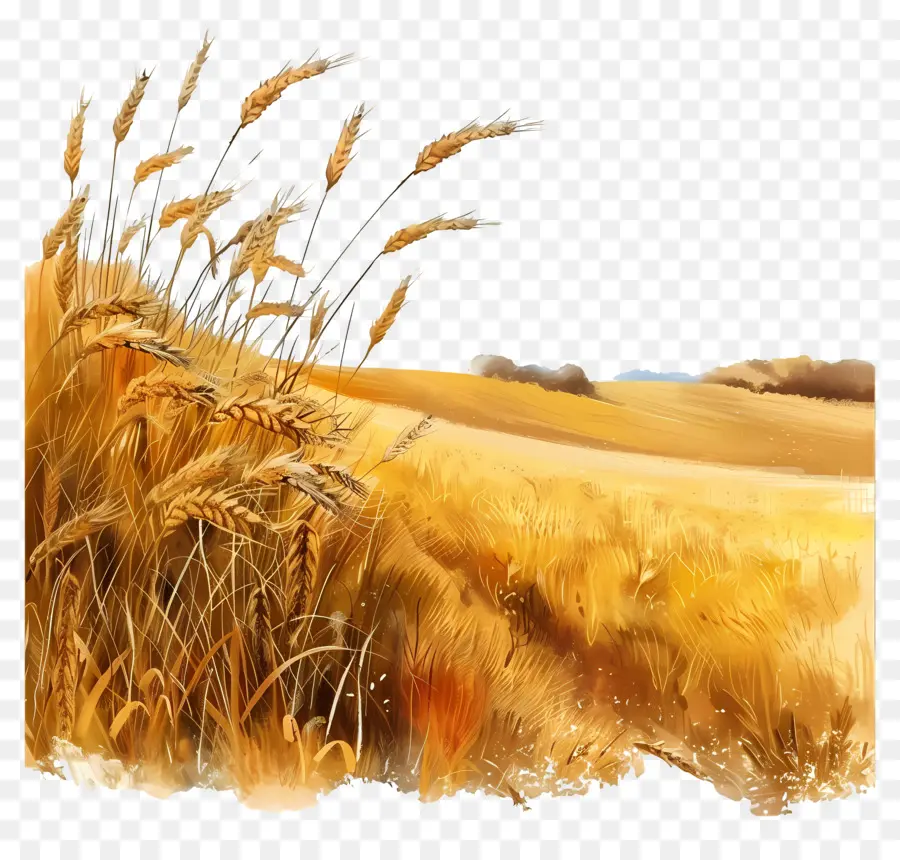поле пшеницы，Пшеницы PNG