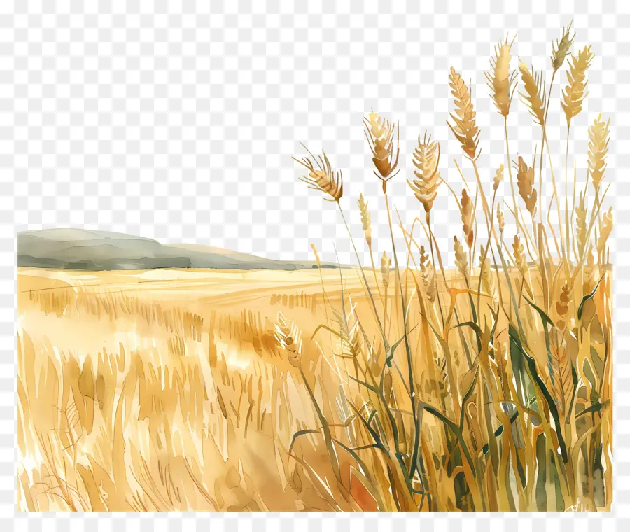 поле пшеницы，акварельная живопись PNG