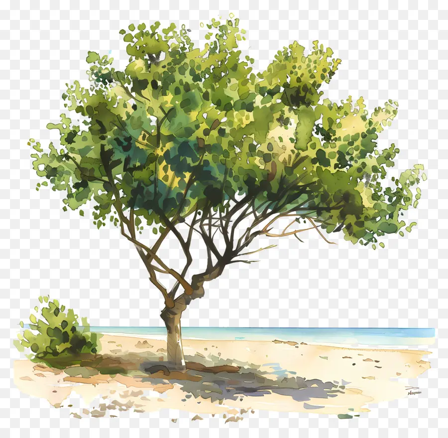 пляж дерево，пляж PNG