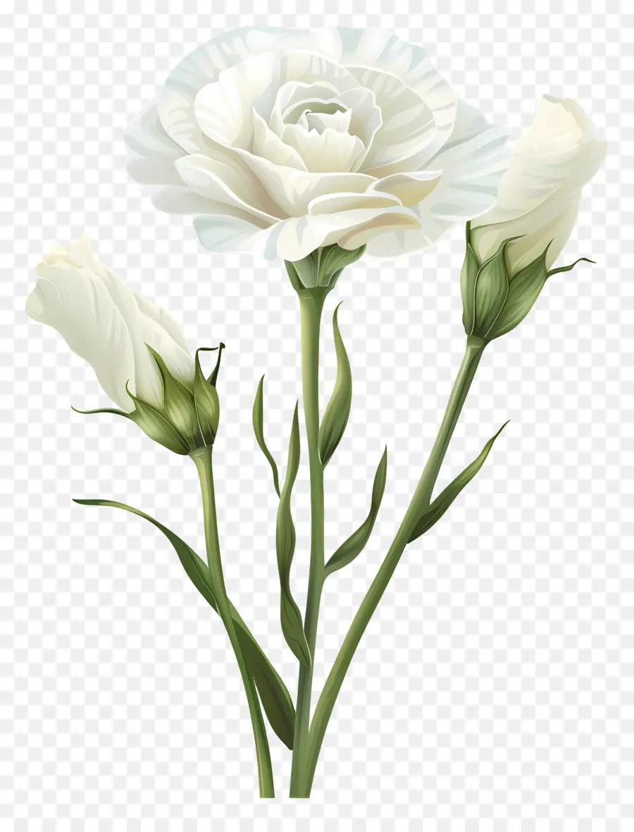 Белый Лизиант，Белая Роза PNG