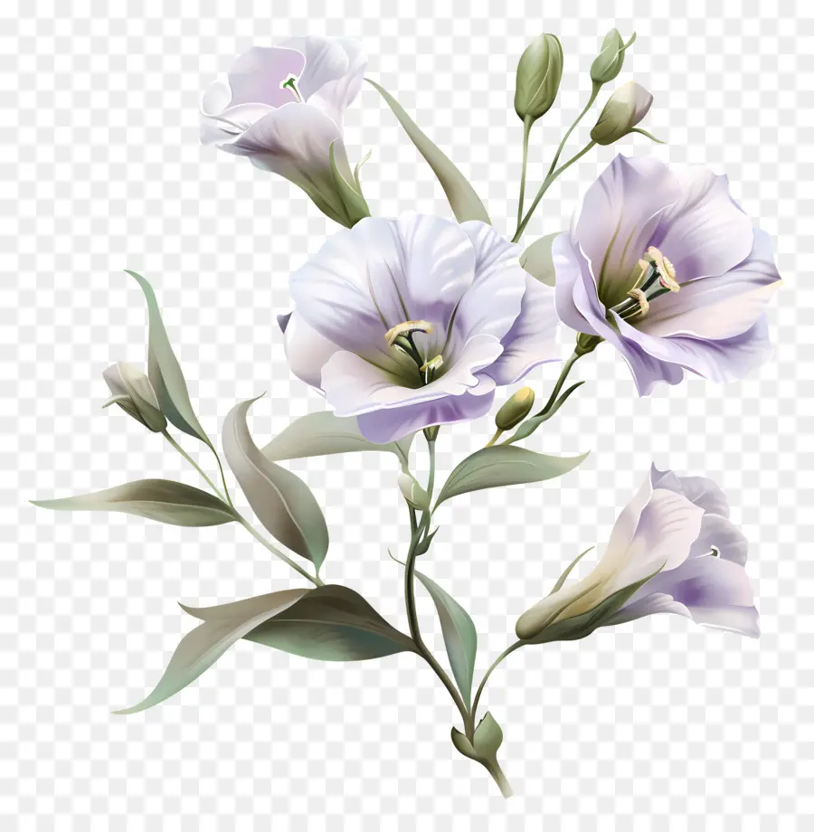 цветок лизиантуса，розовые лилии PNG