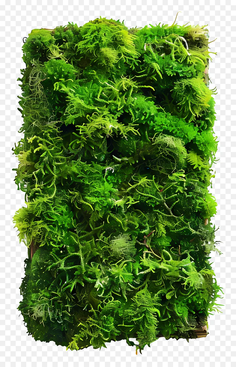 зеленый мох，Стена мха PNG