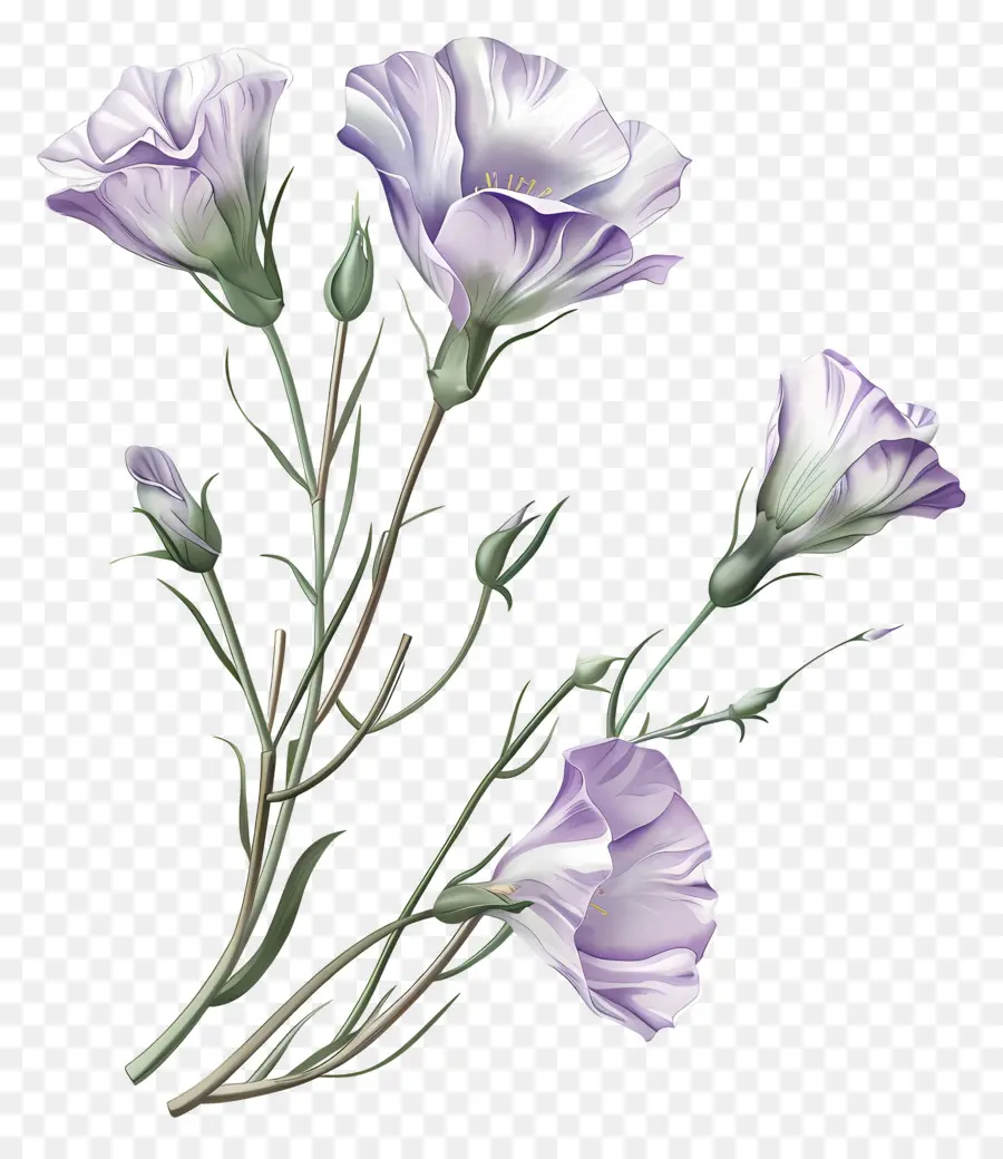Юстома Цветы，фиолетовые полевые цветы PNG