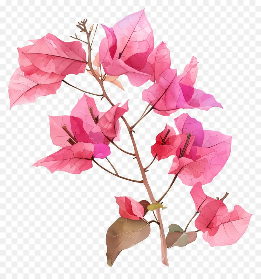 бугенвиллия，Розовые цветы PNG