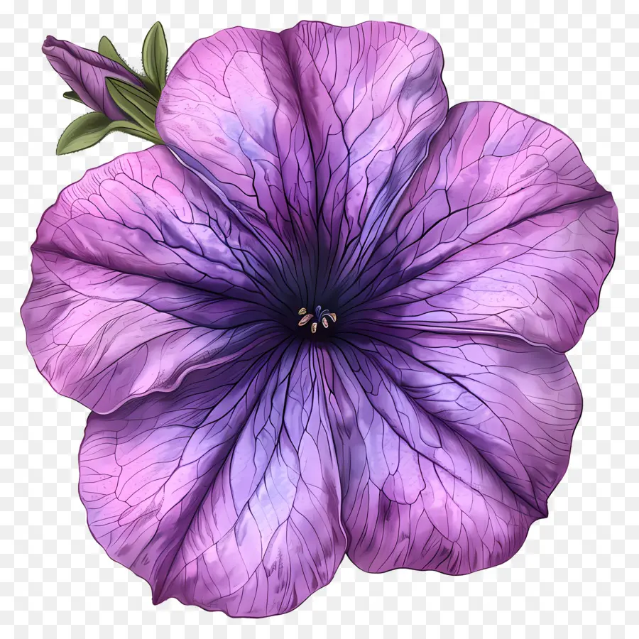 Цветок Петунии，фиолетовый цветок PNG