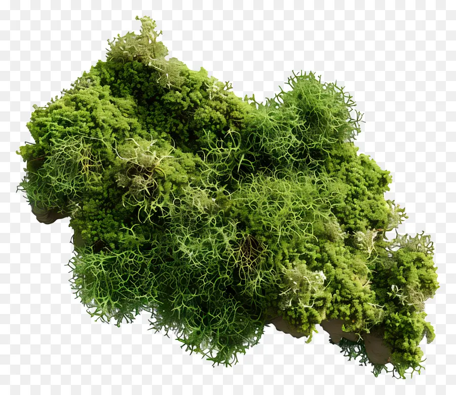 зеленый мох，мох PNG