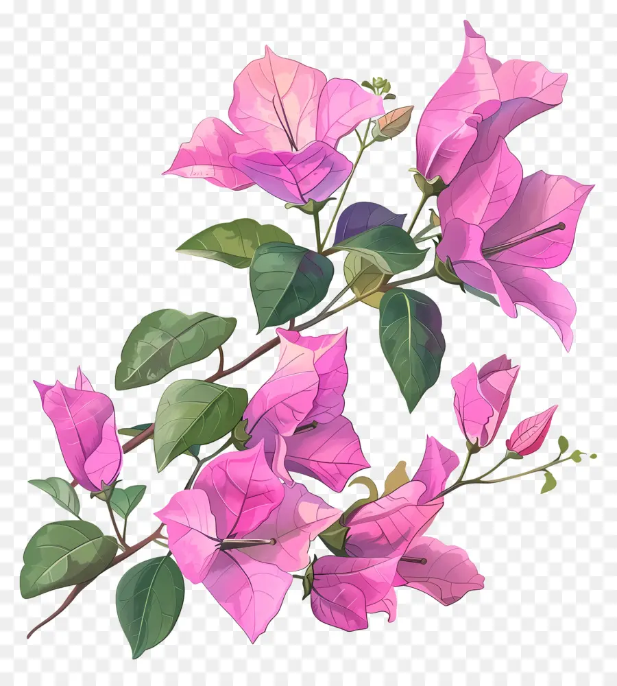 бугенвиллия，Розовый гурас PNG
